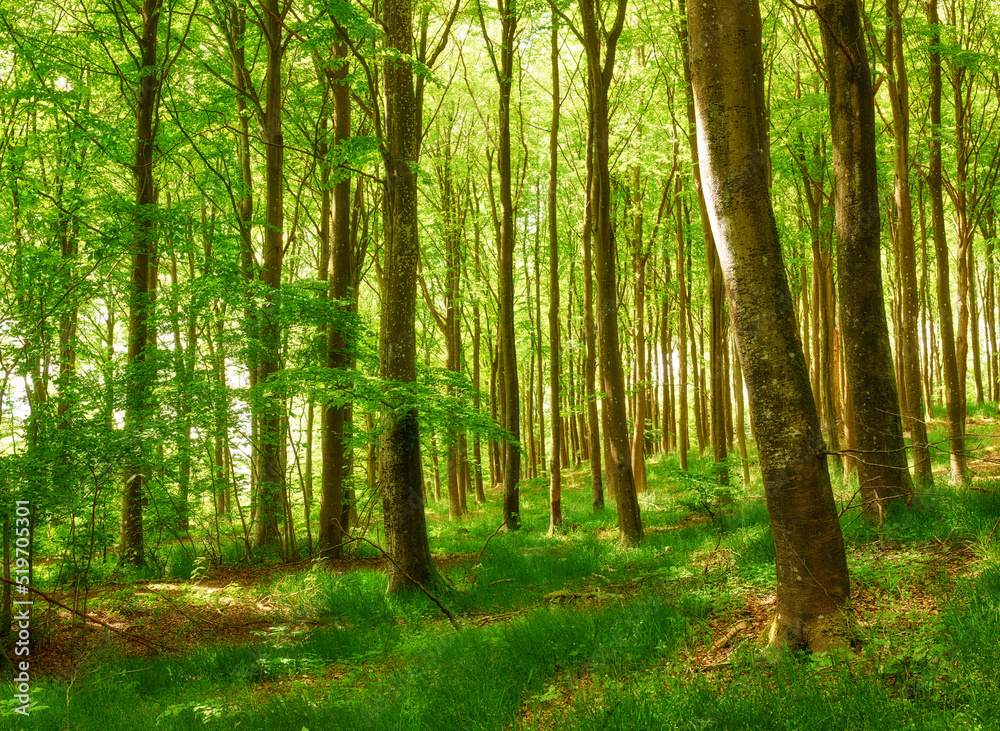Beautiful, large and green trees in a forest landscape on a summer day outside in nature. Outdoor park view of tall grass and plants. Natural, peaceful and relaxing outdoors with growing plant life Beautiful, large and green trees in a forest landscape on a summer day outside in nature. Outdoor park view of tall grass and plants. Natural, peaceful and relaxing outdoors with growing plant life