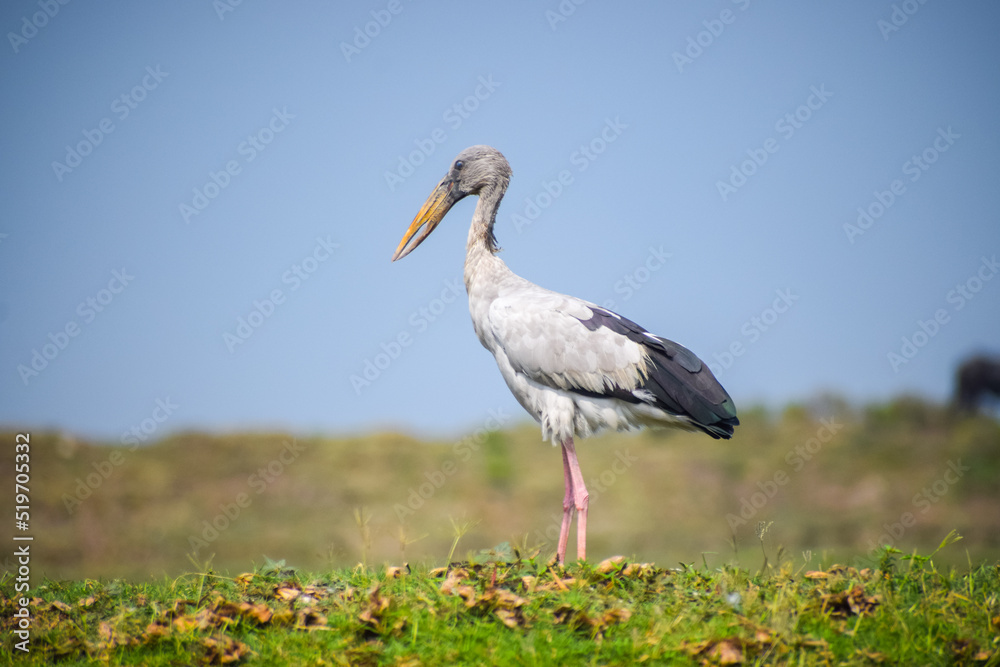 Obraz premium Asian openbill or openbill stork resting near the lake. Large wading bird.