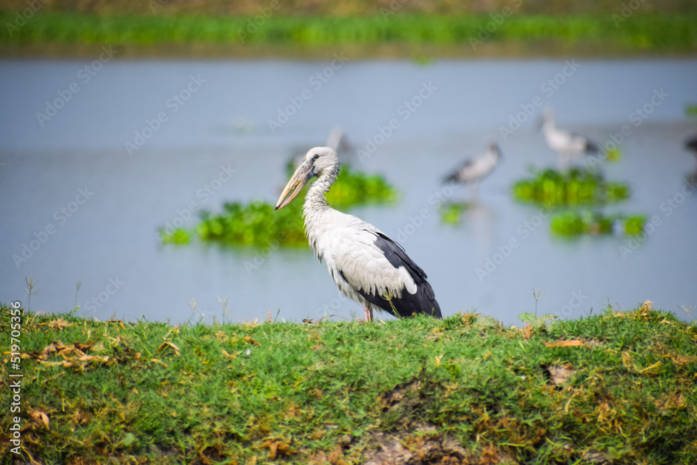 Fototapeta premium Asian openbill or openbill stork resting near the lake. Large wading bird.