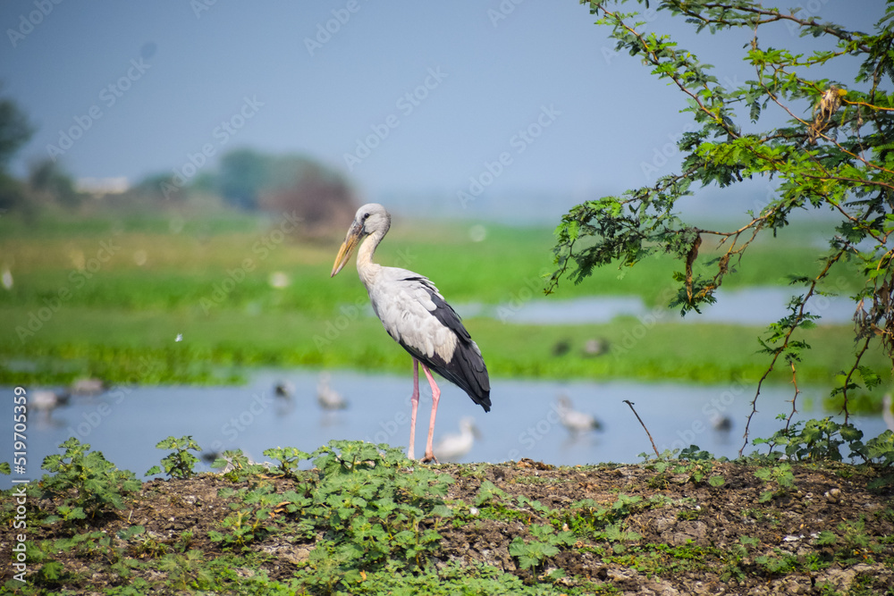 Asian openbill or openbill stork resting near the lake. Large wading bird. Asian openbill or openbill stork resting near the lake. Large wading bird.