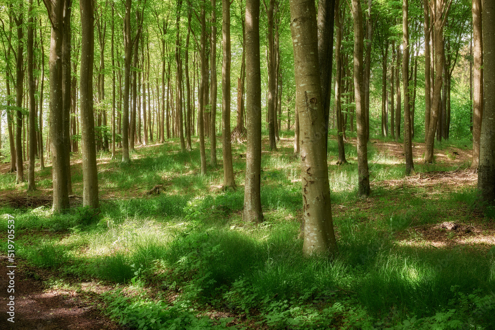 Quiet forest on a fresh beautiful morning, many tall trees growing on a sunny day. Calming, peaceful nature in harmony with zen and soothing ambience. Tranquil, silent wood landscape