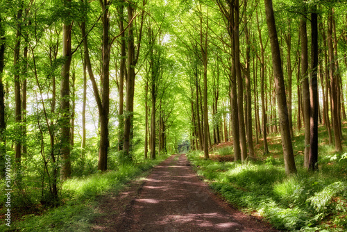 Old dirt road in a forest with lush magical and green wilderness of vibrant trees growing outside. Peaceful nature landscape of endless woodland with empty and quiet path to explore on adventure © SteenoWac/peopleimages.com
