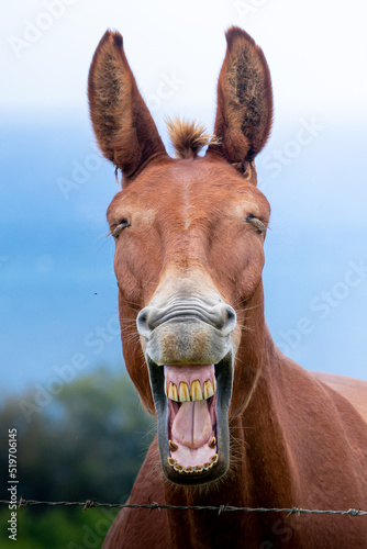 Mula Alegre