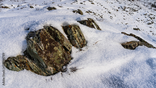 Lichens are visible on weathered boulders lying in the snow. Dry grass and frost all around. Close-up. Altai