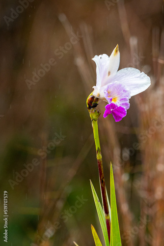 Naturaleza Bella