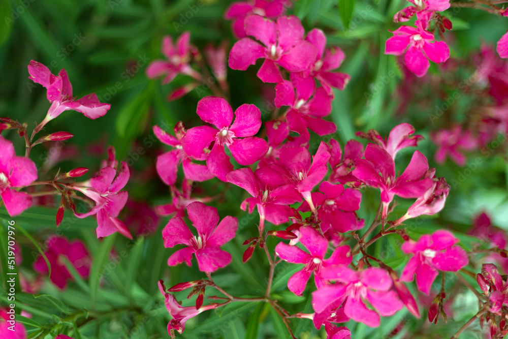 Beautiful vivid pink oleander flowers on blur green leaves background Beautiful vivid pink oleander flowers on blur green leaves background