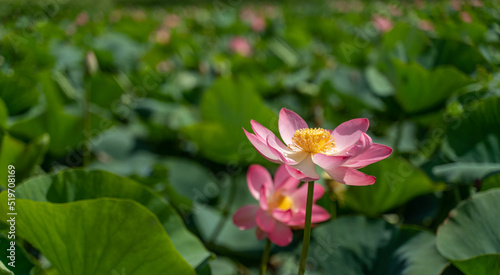 A pink lotus flower sways in the wind. Against the background of their green leaves. Lotus field on the lake in natural environment.