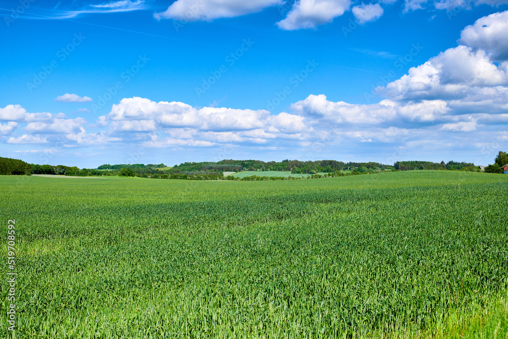 Obraz premium Landscape view, blue sky and field with copy space, green grass and plants growing in remote countryside meadow. Scenic land with long, lush reeds in calm or peaceful area with clouds and copyspace