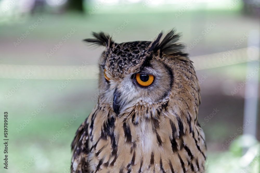 Fototapeta premium 鮮やかな虹彩で何かを睨めるベンガツワシミミズク