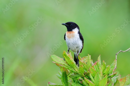 初夏から夏の高原で見られるかわいい小鳥ノビタキ