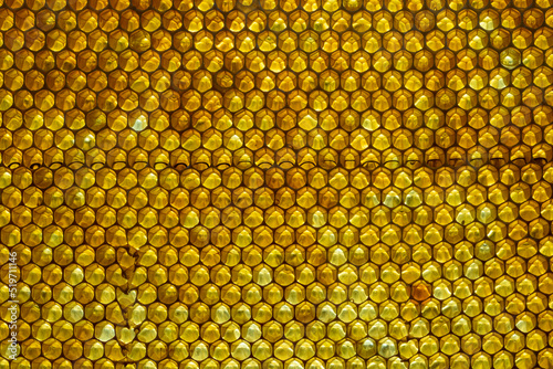 Honeycomb with honey. Background texture and pattern of a section of wax honeycomb from a bee hive filled with honey.