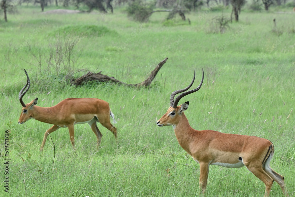 Naklejka premium Serengeti antelope and gazelle wildlife