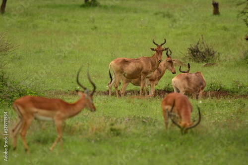 Serengeti antelope and gazelle wildlife © Steve
