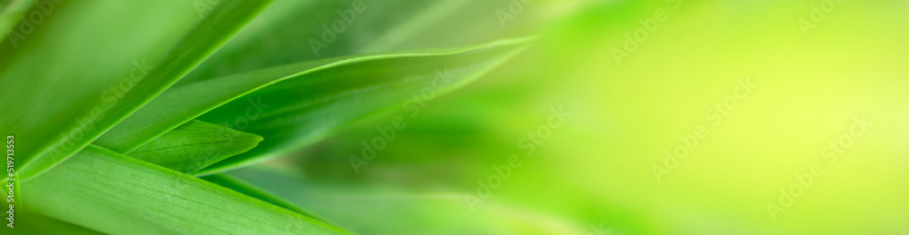 blurry leaves nature of summer green leaves natural green leaf plant used as wallpaper background blurry leaves nature of summer green leaves natural green leaf plant used as wallpaper background