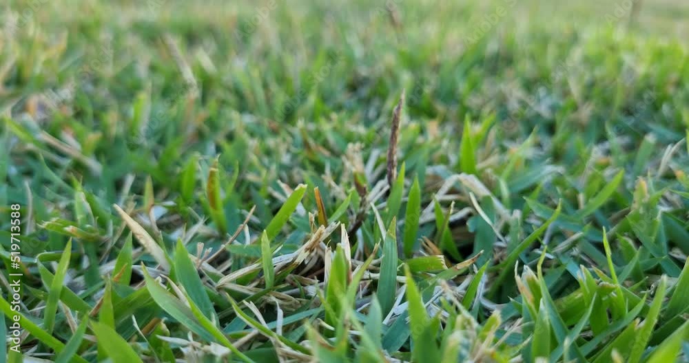 Lush Green Grass - Lawn - Close up of blades on Grass 4K Lush Green Grass - Lawn - Close up of blades on Grass 4K