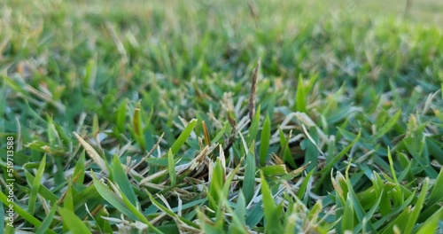 Lush Green Grass - Lawn - Close up of blades on Grass 4K