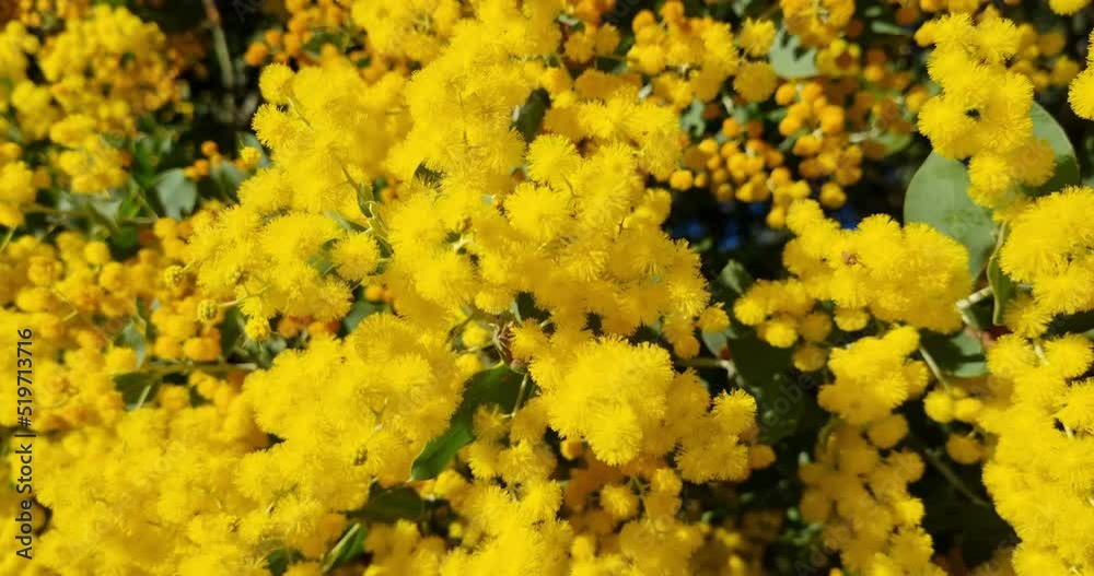 Australian Acacia Golden Wattle Plant Flowers 4K