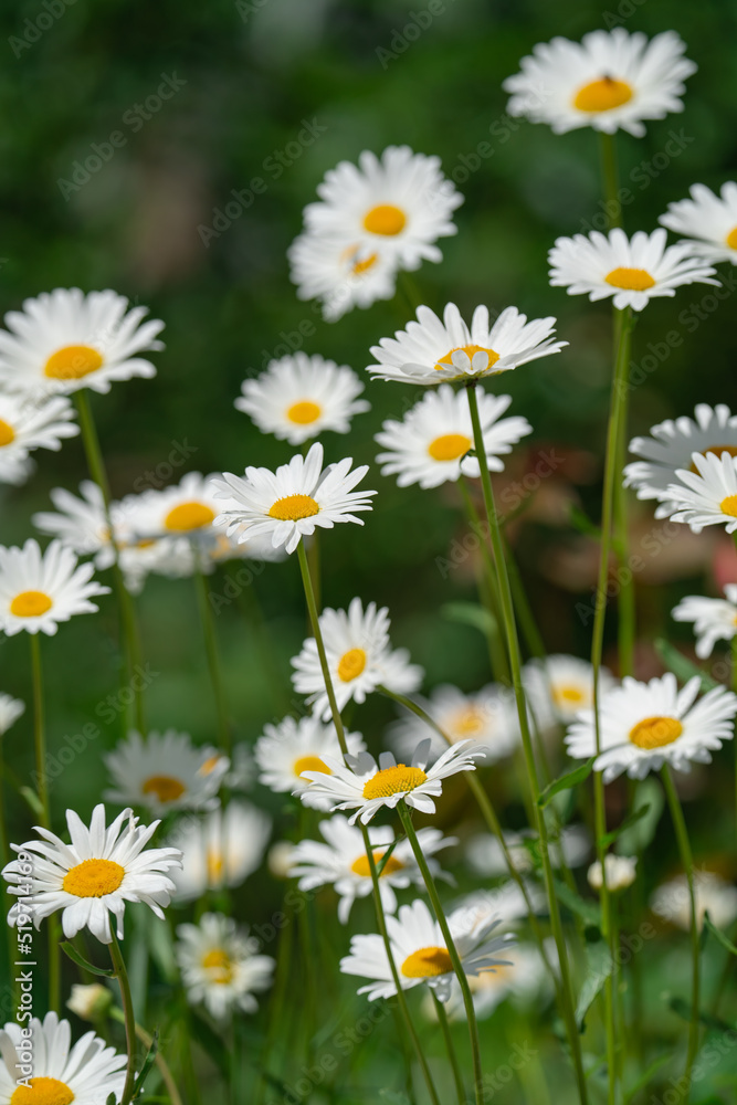 white field daisies in natural growing conditions on a sunny day
