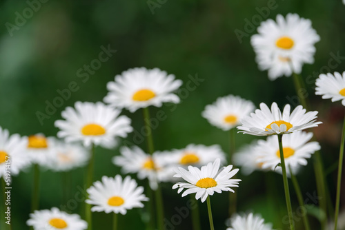 white field daisies in natural growing conditions on a sunny day