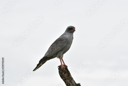 Birds of Serengeti