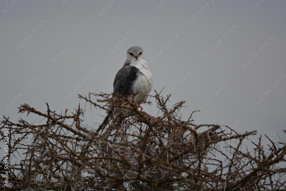 Birds of Serengeti