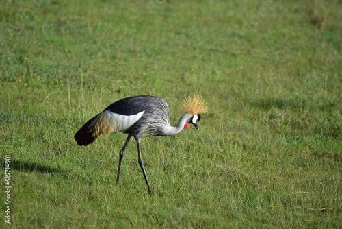 Birds of Serengeti