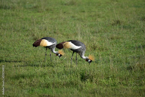 Birds of Serengeti