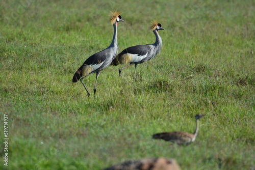 Birds of Serengeti