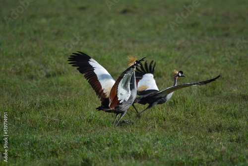 Birds of Serengeti
