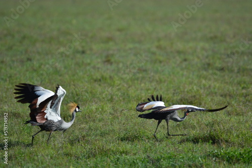 Birds of Serengeti