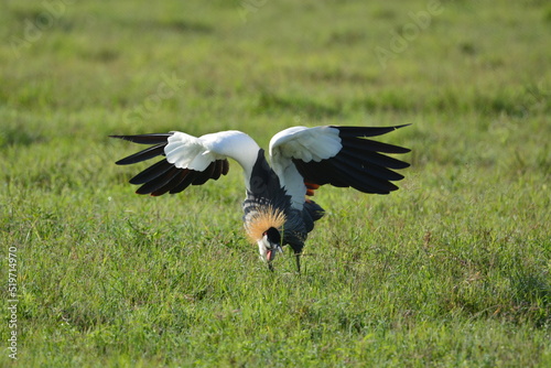 Birds of Serengeti