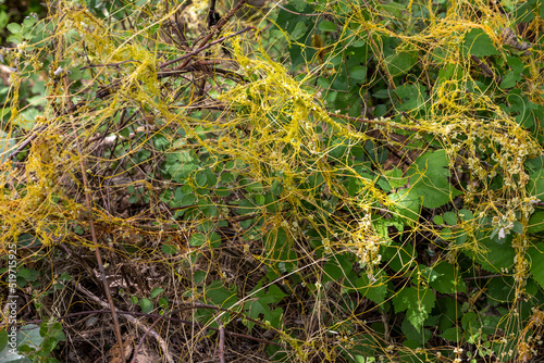 Cuscuta, dodder, parasitic plant. wild invasive creeper plant photo