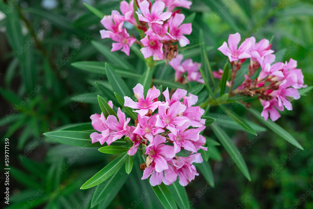 Bouquet of pink flowers on a green leaf background