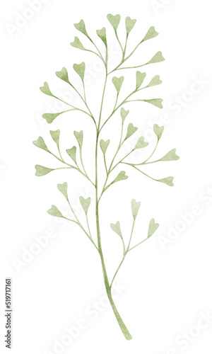 Foliage watercolor hand drawn illustration. Botanical clipart element isolated on white background.