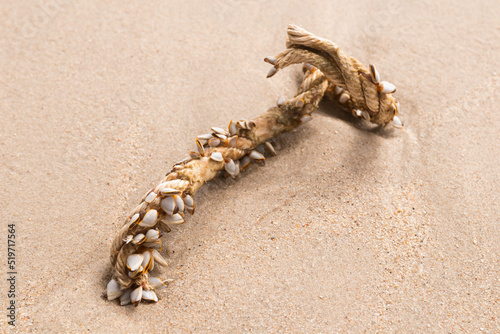 Goose barnacles or gooseneck barnacles on marine rope on the sand beach. photo