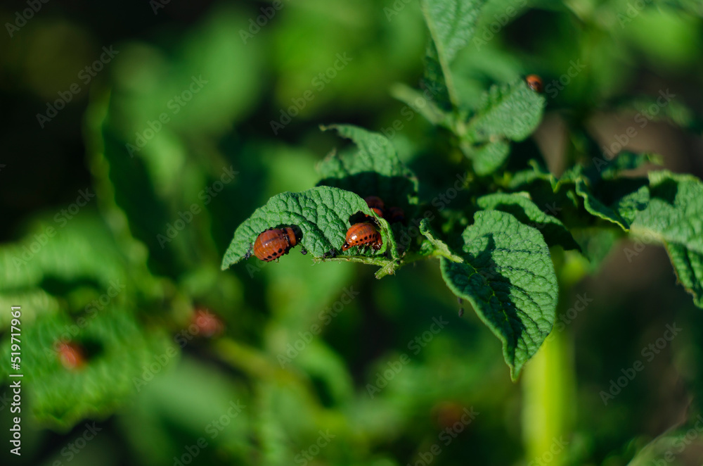 Larvae of the Colorado potato beetle eat a potato leaf. Closeup. Larvae of the Colorado potato beetle eat a potato leaf. Closeup.