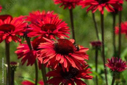bee-friendly echinacea salsa red with large bright flowers