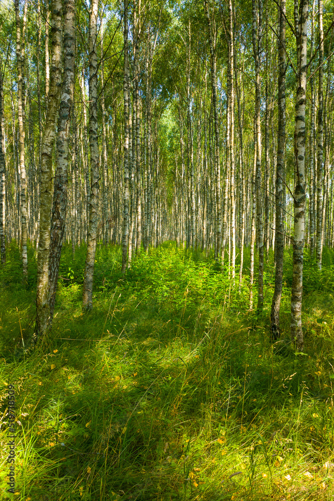 Obraz premium Birch summer sunny forest. Beautiful natural background for design and advertising