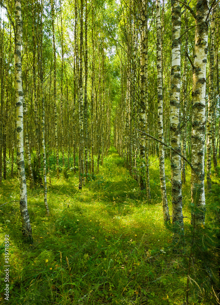 Birch summer sunny forest.  Beautiful natural background for design and advertising