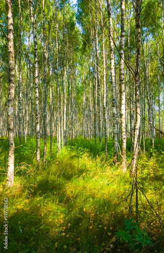 Fototapeta Naklejka Na Ścianę i Meble -  Birch summer sunny forest.  Beautiful natural background for design and advertising