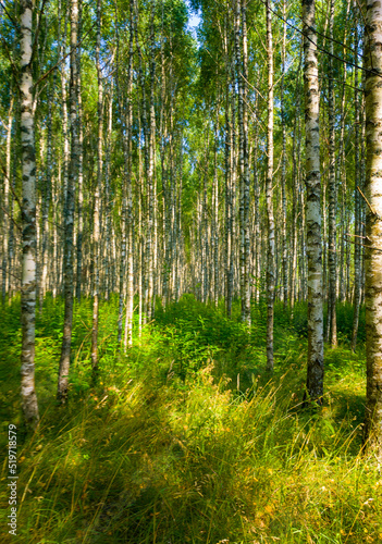Birch summer sunny forest.  Beautiful natural background for design and advertising