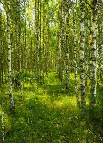 Birch summer sunny forest.  Beautiful natural background for design and advertising © Payllik