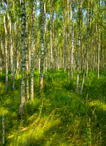 Birch summer sunny forest. Beautiful natural background for design and advertising