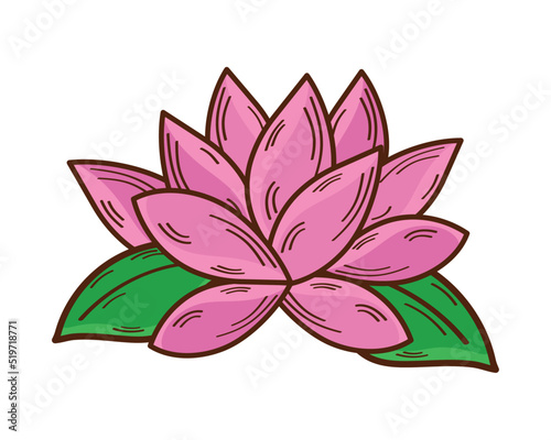 pink lotus flower