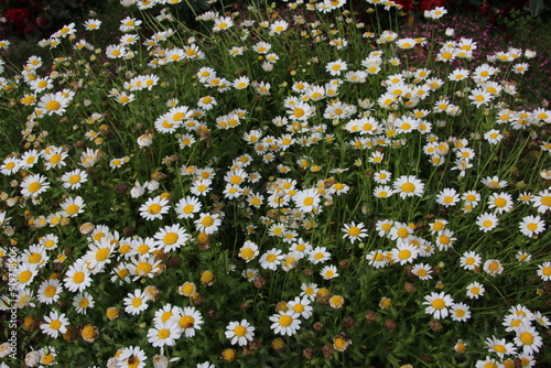 field of daisies