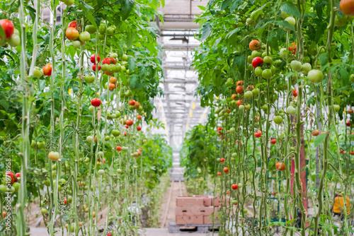 Tomato production and transportation. Beautiful red ripe tomatoes background, agriculture industry. Growing tomatoes, Vegetable business, Greenhouse with tomatoes, Successful Farm. photo