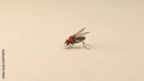 Housefly carrying a Phoretic Mite (Red body: Mites, Ticks)
Note the movement of the parasite.
Macro house fly, Parasites.
Insect isolated on white background.
Insects, bugs, bug.
Biological control photo