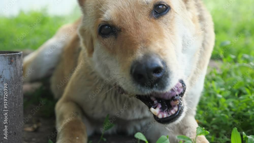 Hungry dog eats bones from meat lying on green grass. Hungry animal enjoys eating bones and satisfies hunger lying near pan closeup Hungry dog eats bones from meat lying on green grass. Hungry animal enjoys eating bones and satisfies hunger lying near pan closeup