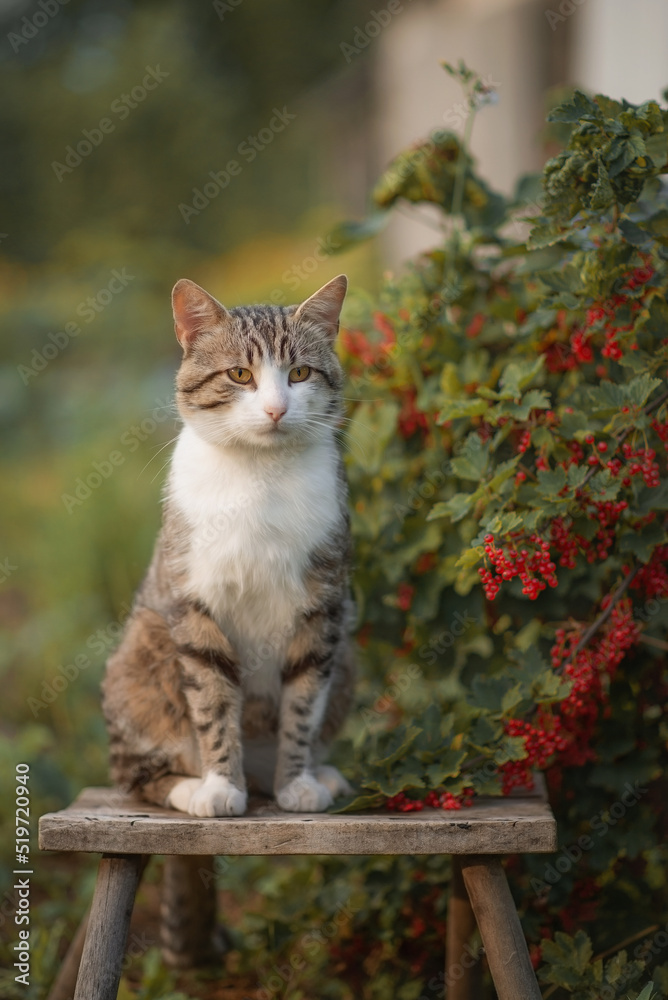 Photo of a beautiful striped cat near a red currant. Photo of a beautiful striped cat near a red currant.