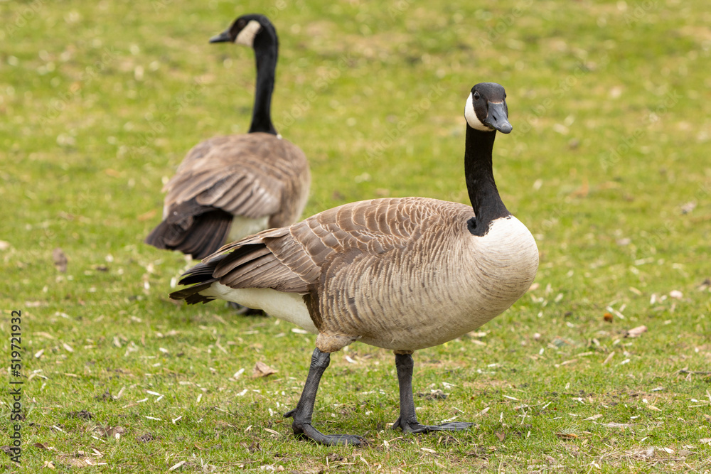 Dos (2) barnaclas canadienses (Branta canadensis) comiendo hierba en un prado verde Dos (2) barnaclas canadienses (Branta canadensis) comiendo hierba en un prado verde